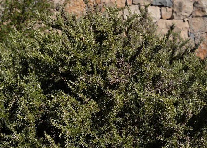 Paradisu * 阿尔盖罗