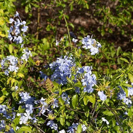 Paradisu Вилла *